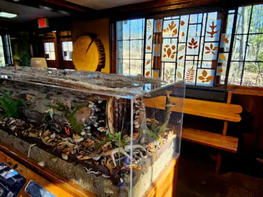 A woodland scene is displayed in a glass case, showing nature and plants. J&P Coatings made the nature-themed window designs.