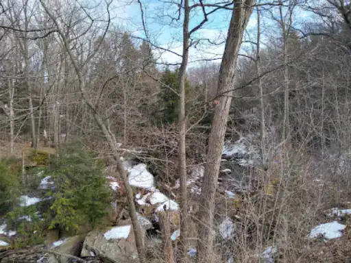 Calm forest shows a peaceful contrast to the busy work J&P Coatings does on basement floors.