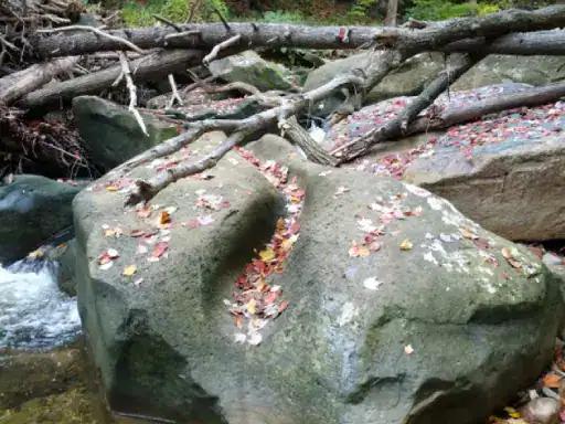 This image shows a peaceful creek with natural textures like moss and leaves, similar to finishes offered by J&P Coatings.