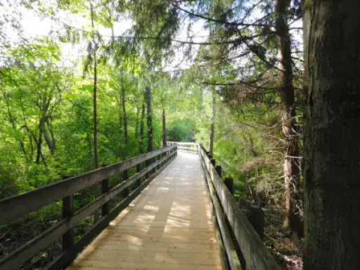 A peaceful forest path shows the smooth, careful work you can expect from J&P Coatings, skilled flooring experts.