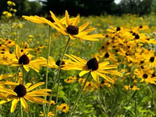 Bright yellow flowers inspire J&P Coatings basement floors and patio coatings for a lively, outdoor feel indoors.