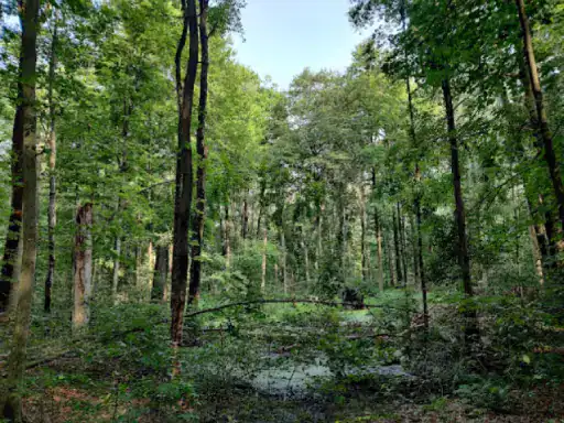 A cool, shaded clearing sits quietly in the middle of a green forest. Like basement spaces designed by J&P Coatings, it feels calm and protected.