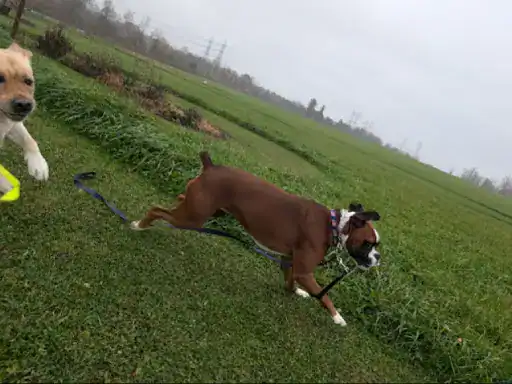A playful boxer dog runs in a grassy field, showing an active, outdoor space. This is a great setting to think about J&P Coatings for concrete patio coatings.