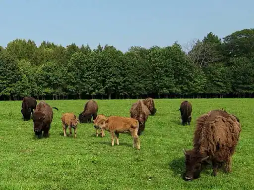 Bison and their calves graze peacefully, showing the dependable results J&P Coatings brings to outdoor patios.