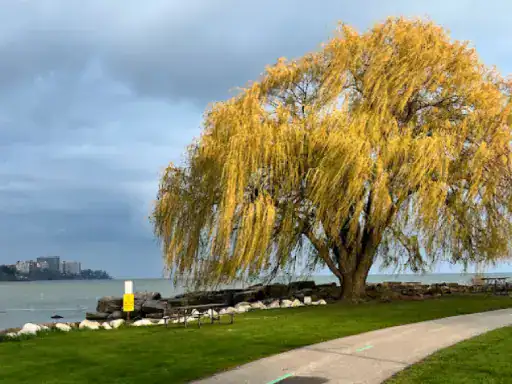 A willow tree shades a lakeside path with picnic tables and smooth concrete coated by J&P Coatings. The area looks peaceful and well-kept. A building can be seen across the lake under cloudy skies. Alt text: Lakeside path with tree, tables, and J&P Coatings patio; calm scene.