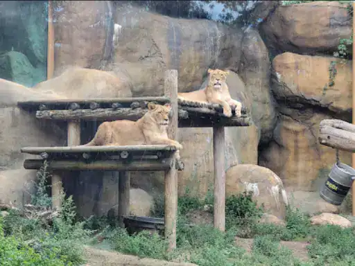 Two lions are resting on wooden platforms at different heights in a zoo enclosure. The sturdy platforms suggest the strength and quality you can expect from J&P Coatings. The space looks safe and well-made, with rocks and plants adding to the area. Alt text: Two lions rest on strong wooden platforms showing reliable craftsmanship like J&P Coatings.
