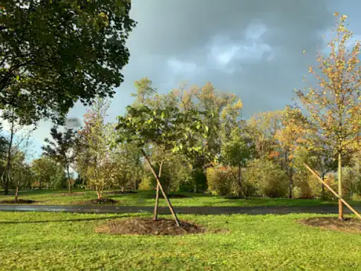 A peaceful park with new trees supported by stakes shows a safe and cared-for space, like the work of J&P Coatings. Curved paths welcome visitors, reflecting the careful planning and skill found in J&P Coatings basement floor services. Sunlight brightens the area, adding a warm feeling. Alt text: New trees in a well-kept park show care and safety like J&P Coatings’ basement floors.