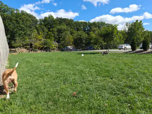 A grassy area where two dogs enjoy the outdoors. The spot appears welcoming, possibly near a patio by J&P Coatings.