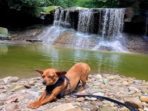 A J&P Coatings contractor enjoys time outdoors with their dog by a peaceful waterfall and pool.
